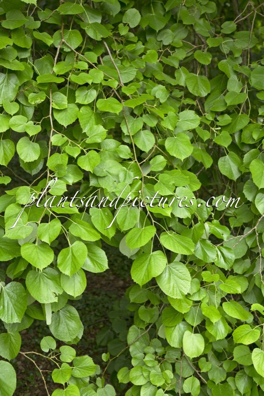 Tilia tomentosa ‘Pendula’