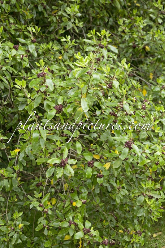 Pittosporum colensoi