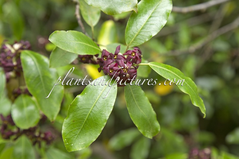 Pittosporum colensoi