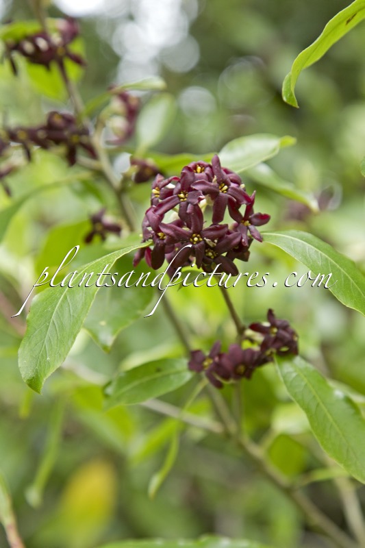 Pittosporum colensoi