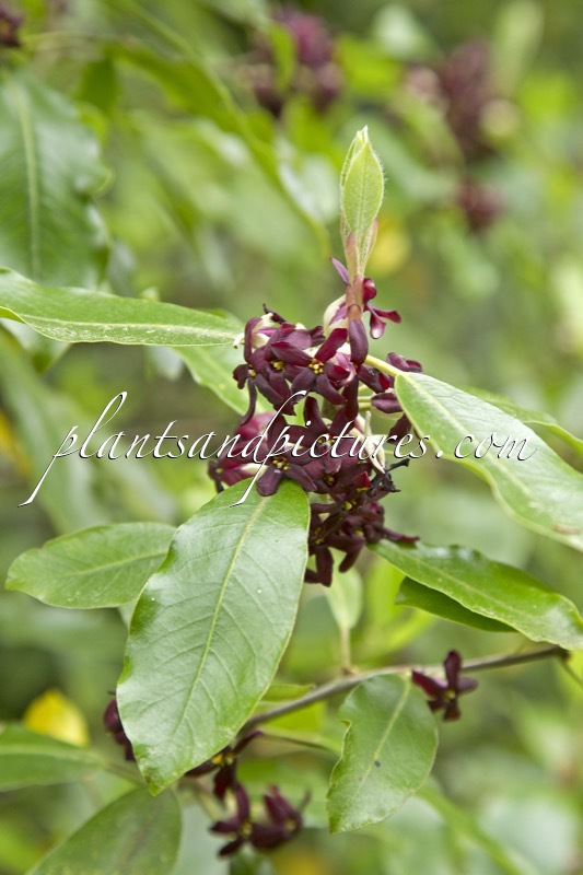 Pittosporum colensoi