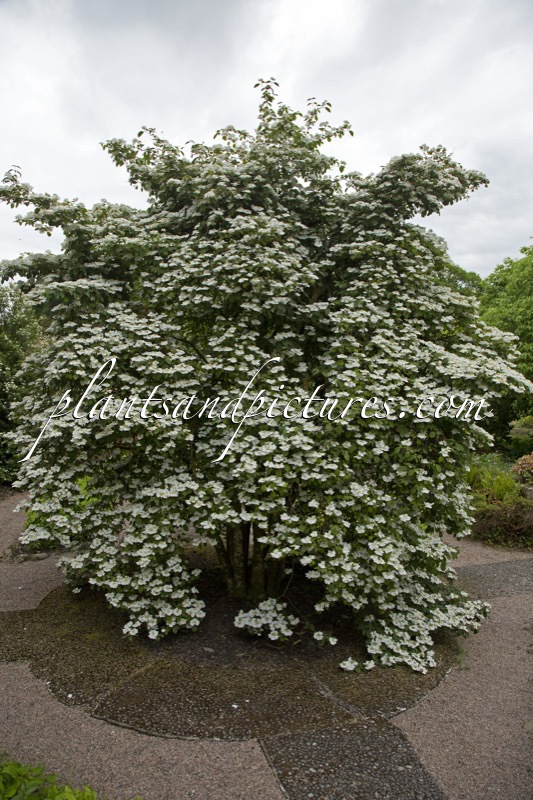 Viburnum plicatum ‘Rowallane’