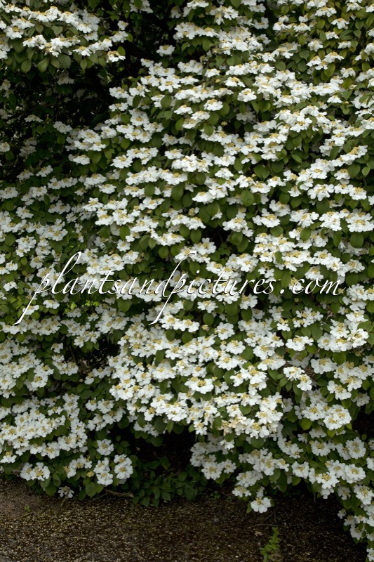 Viburnum plicatum ‘Rowallane’