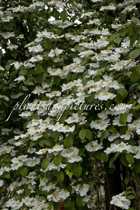 Viburnum plicatum ‘Rowallane’