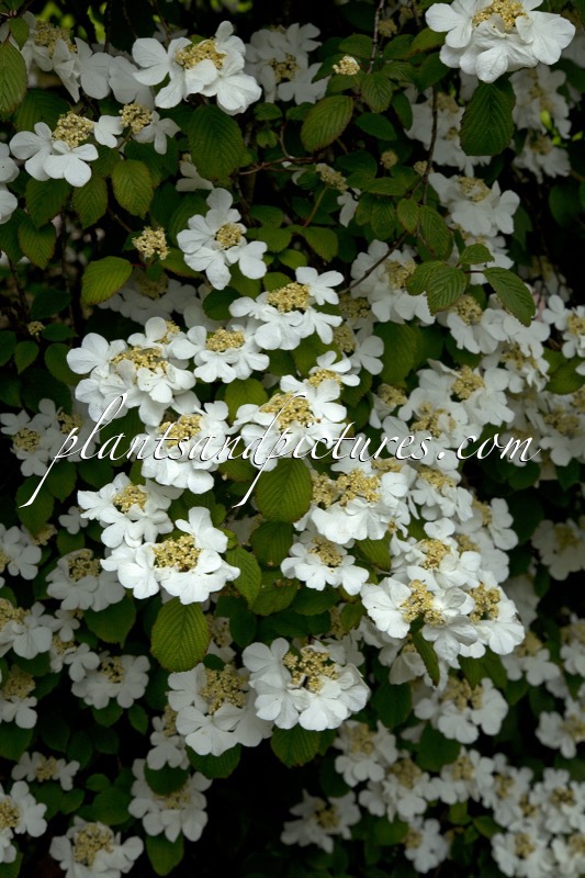 Viburnum plicatum ‘Rowallane’