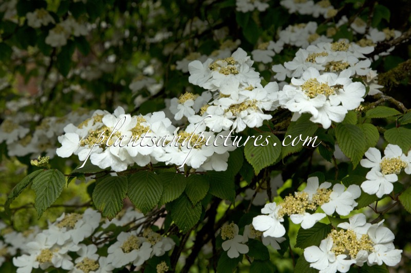 Viburnum plicatum ‘Rowallane’