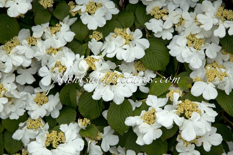 Viburnum plicatum ‘Rowallane’