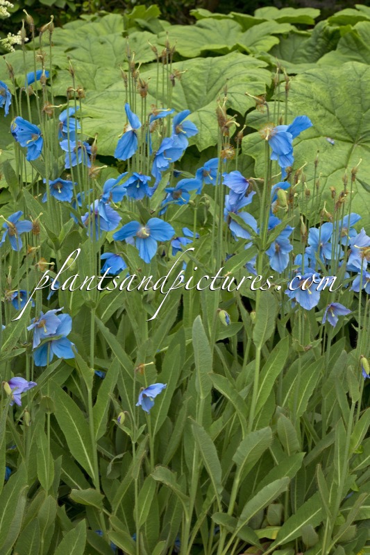 Meconopsis sheldonii ‘Slieve Donard’