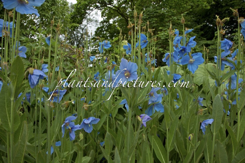 Meconopsis sheldonii ‘Slieve Donard’