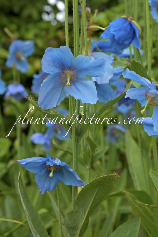 Meconopsis sheldonii ‘Slieve Donard’