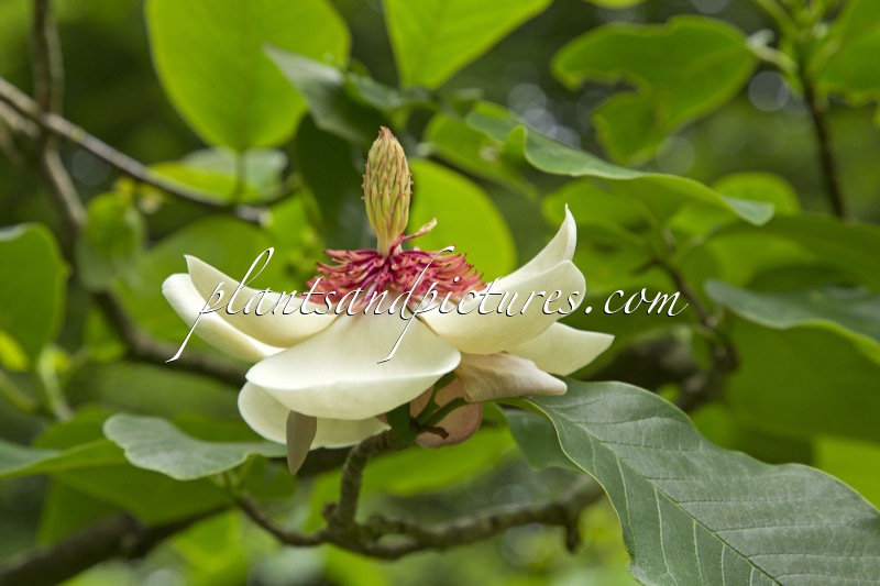 Magnolia wiesneri