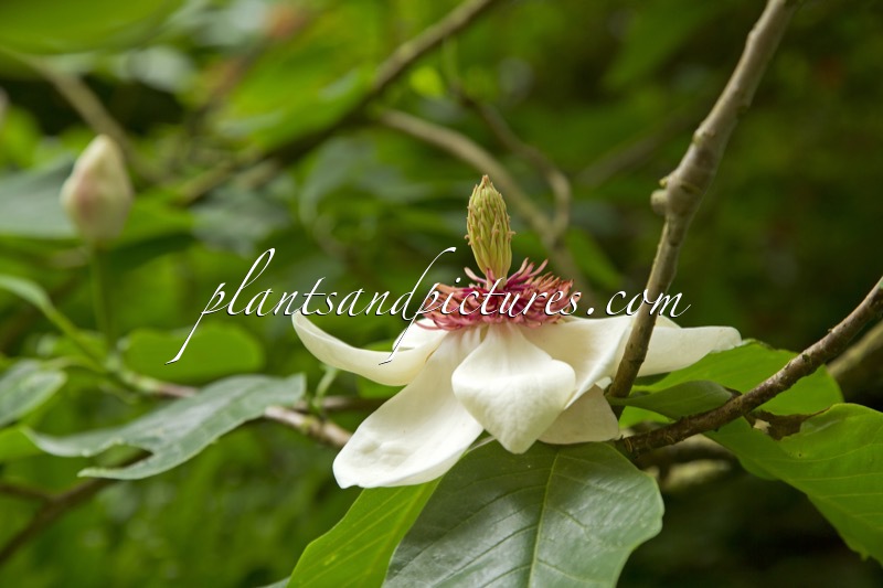 Magnolia wiesneri