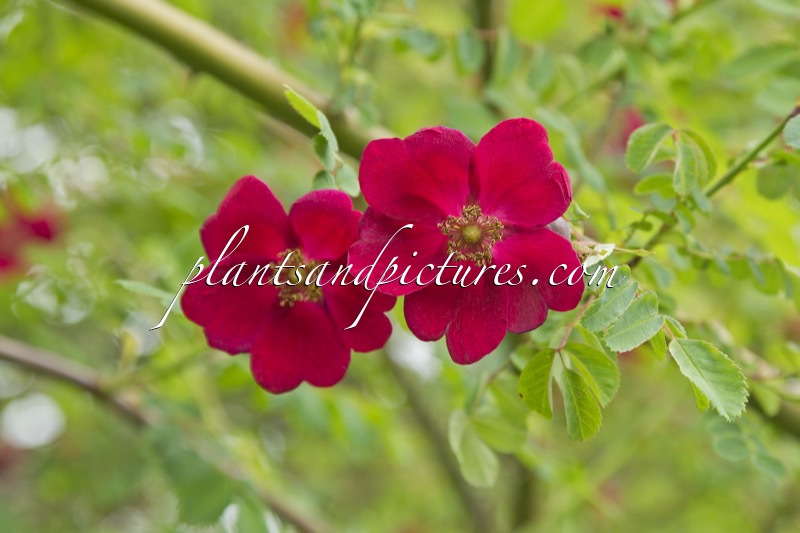 Rosa ‘Geranium’