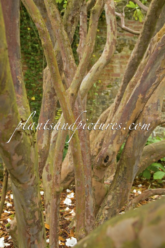 Rhododendron Shilsonii Group