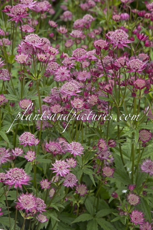 Astrantia ‘Hadspen Blood’