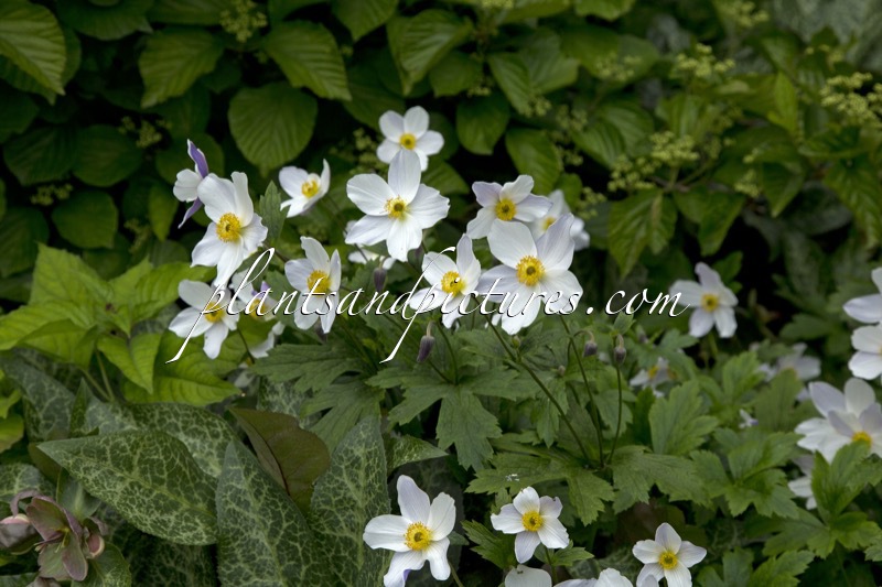 Anemone ‘Macane001’ (WILD SWAN)