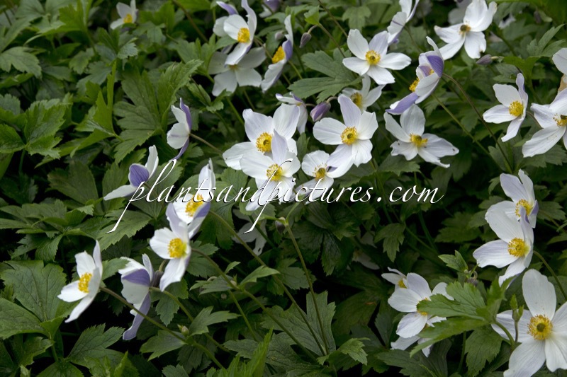 Anemone ‘Macane001’ (WILD SWAN)