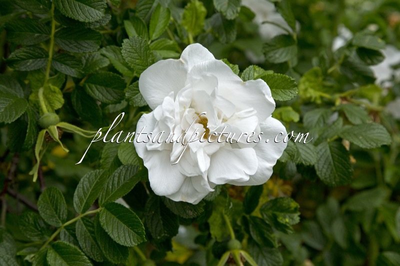 Rosa ‘Blanche Double de Coubert’