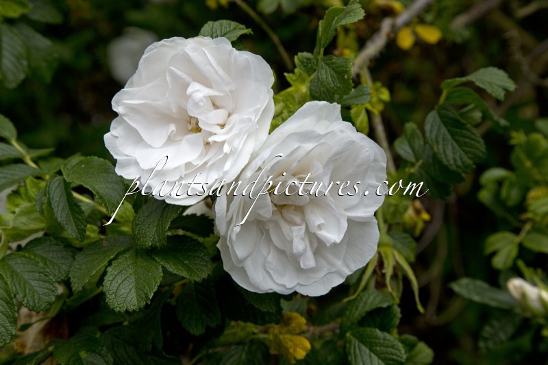 Rosa ‘Blanche Double de Coubert’