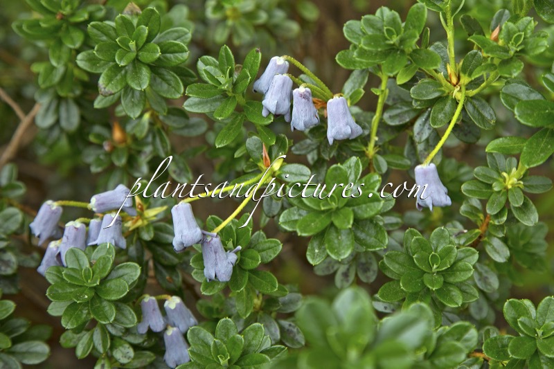 Rhododendron uniflorum
