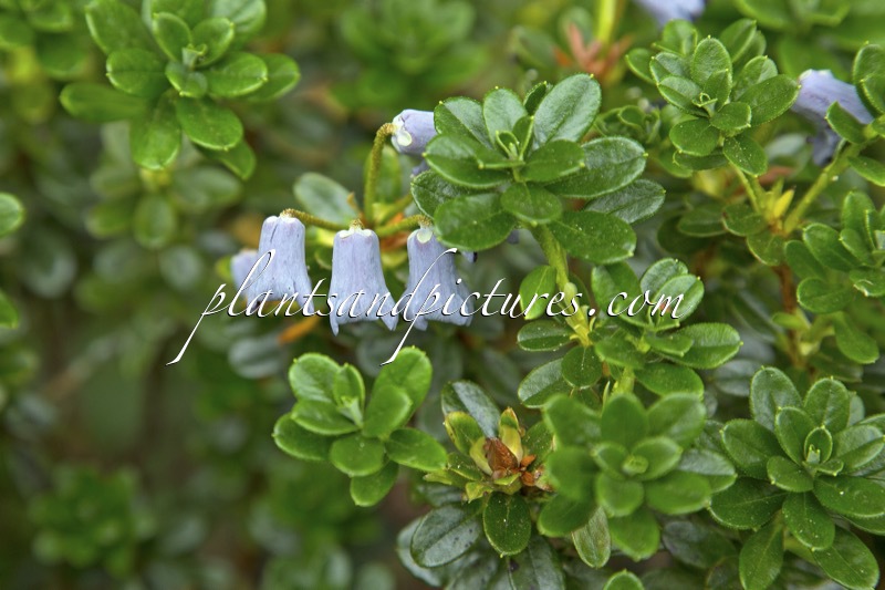 Rhododendron uniflorum