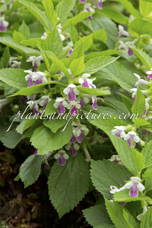 Melittis melissophyllum ‘Royal Velvet Distinction’