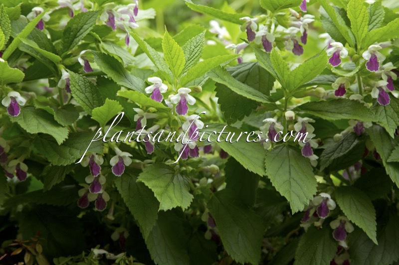 Melittis melissophyllum ‘Royal Velvet Distinction’