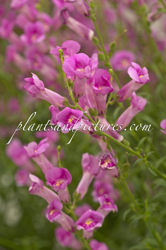 Antirrhinum majus ‘Pmoore07’ (PRETTY IN PINK)