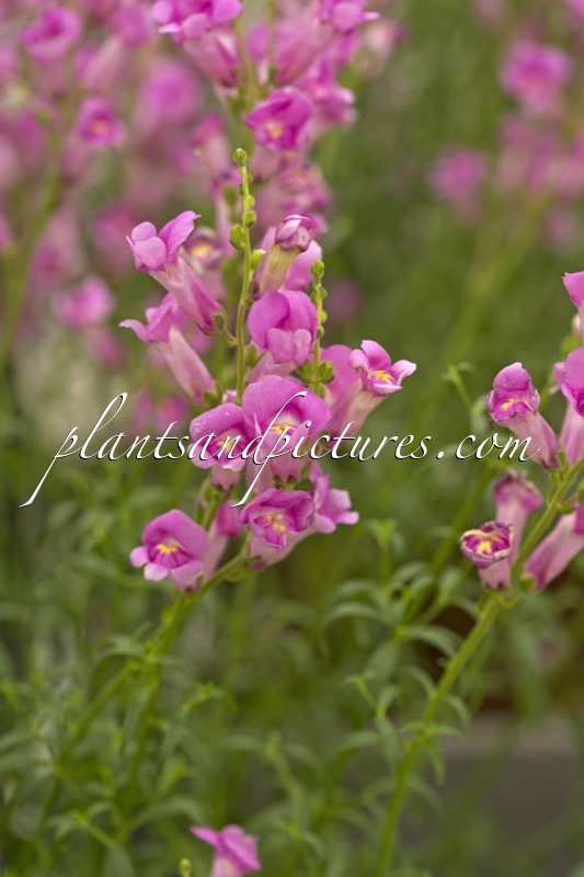 Antirrhinum majus ‘Pmoore07’ (PRETTY IN PINK)