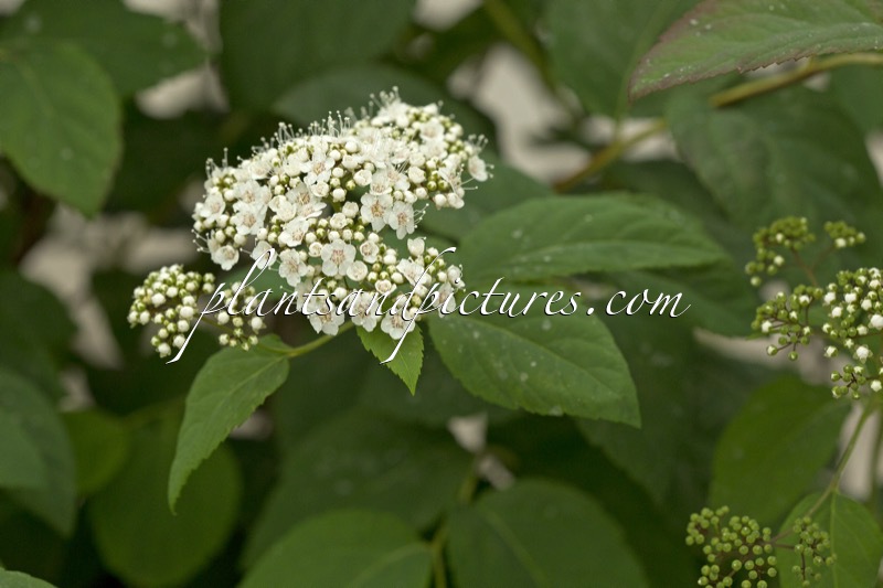 Spiraea media ‘SMSMBK’ (DOUBLE PLAY BLUE KAZOO)