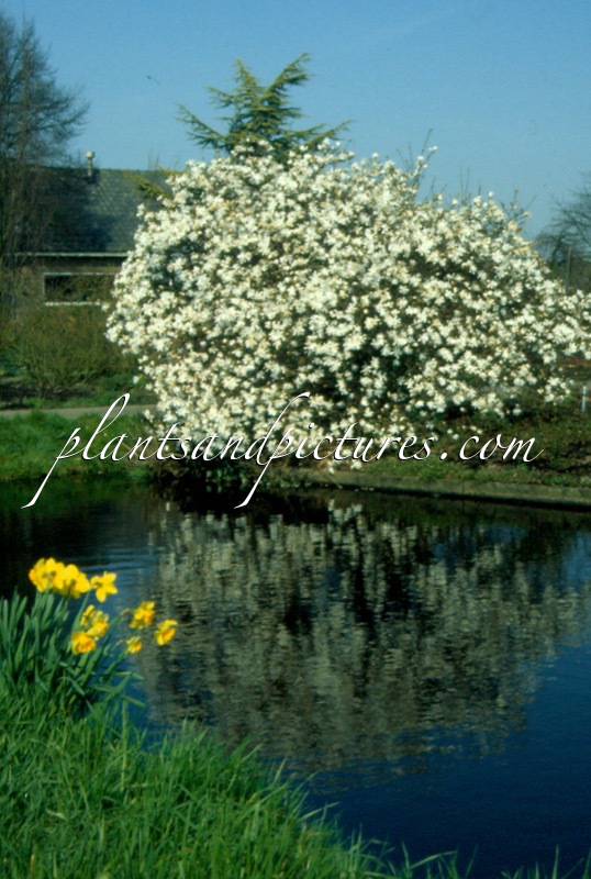 Magnolia stellata
