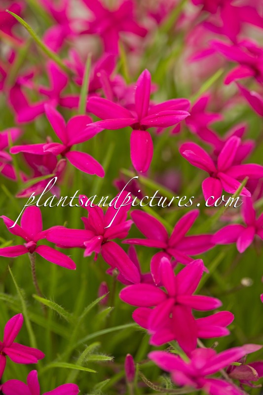 Rhodohypoxis ‘Beverly’