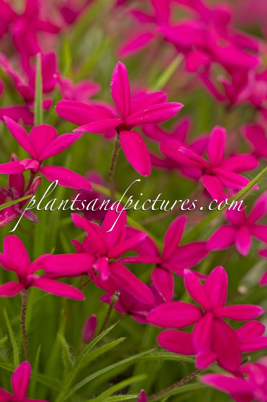 Rhodohypoxis ‘Beverly’