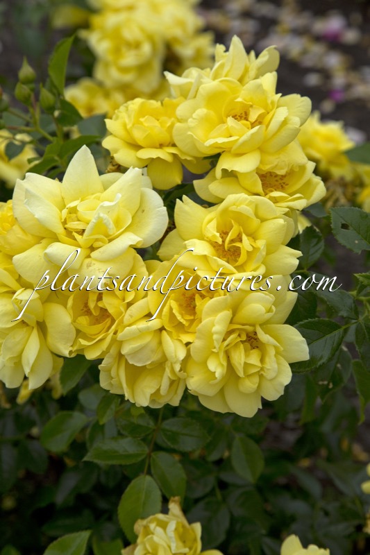 Rosa ‘Noalesa’ (LOREDO)