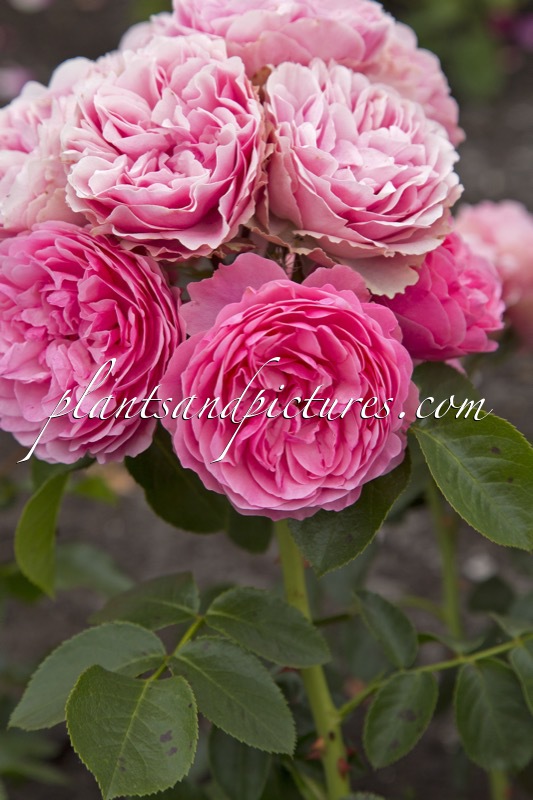 Rosa ‘Meideauri’ (LEONARDO DA VINCI)