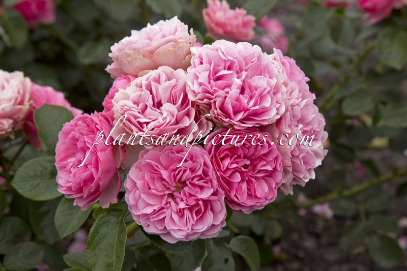 Rosa ‘Meideauri’ (LEONARDO DA VINCI)