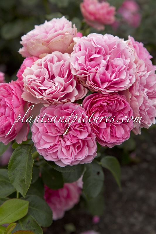 Rosa ‘Meideauri’ (LEONARDO DA VINCI)