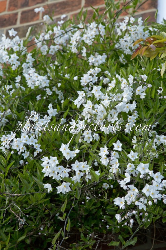 Solanum jasminoides