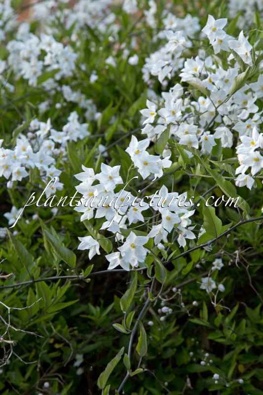Solanum jasminoides