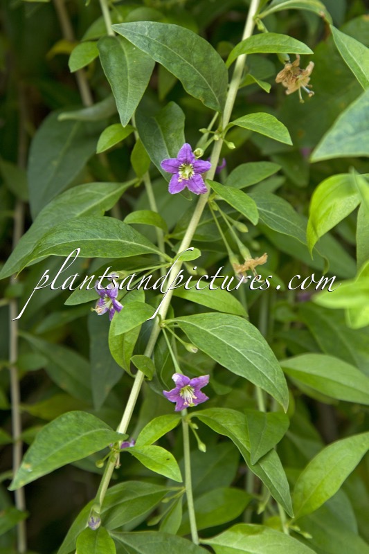 Lycium barbarum