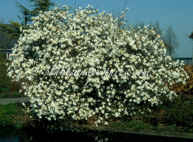 Magnolia stellata