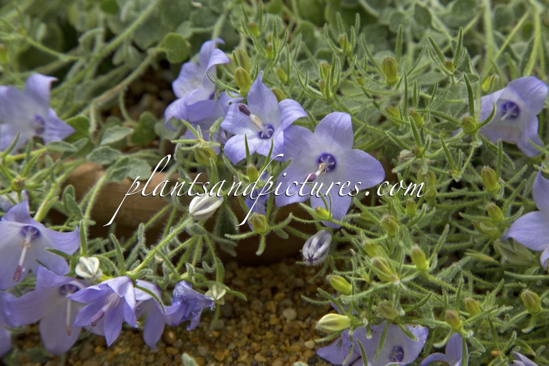 Campanula fragilis