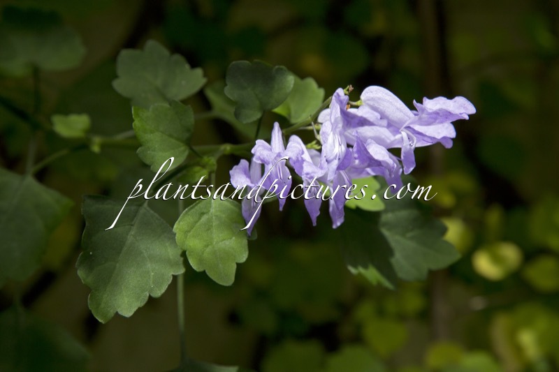 Plectranthus saccatus