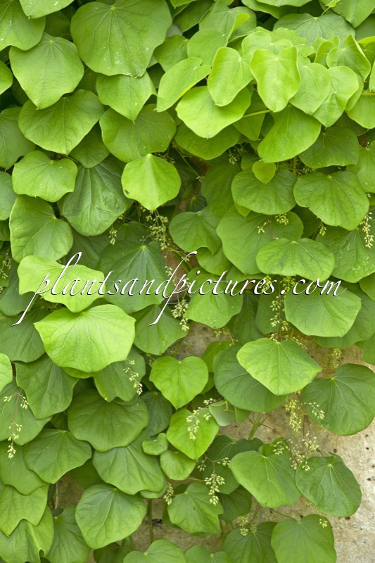 Menispermum canadense