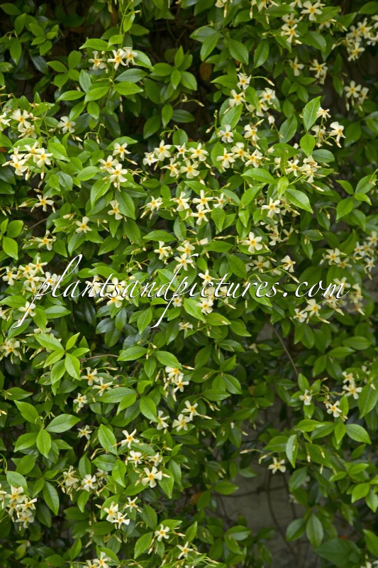 Trachelospermum asiaticum