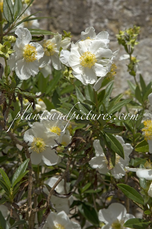 Carpenteria californica ‘Ladham’s Variety’