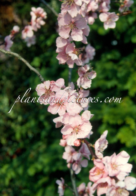 Prunus persicoides ‘Spring Glow’
