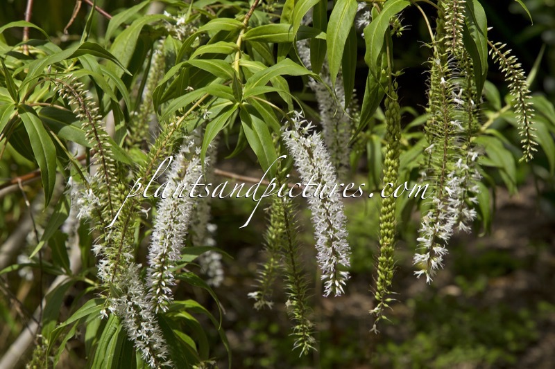 Hebe salicifolia