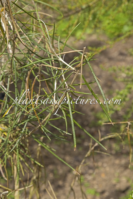 Olearia rosmarinifolia