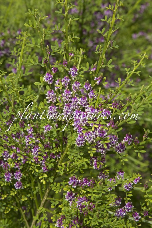 Carmichaelia odorata